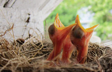 Babies’ language learning mirrors birdsong