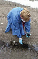 At the University of Texas Medical Branch, Dr. Sharon Croisant is collecting data about the physical and mental health, stress and resilience of Louisiana residents affected by the spill. Here she is collecting samples to fi nd out how much oil remains on the beach — which could have implications for people’s mental health.