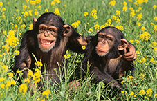 Chimps spent more time in areas where they could hear African and Indian music, which is characterized by extreme ratios of strong to weak beats, a study found.