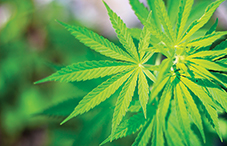 Are marijuana legalization laws based on bad science?