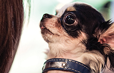 Dogs can read human emotions