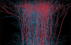 Reconstructing the brain by bits and bytes