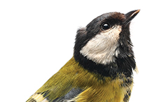 Birds' brains contain many more neurons than mammalian brains of the same mass.