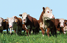 Our beliefs about where our food comes from can affect the food's taste