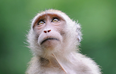 Monkey say