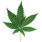 Marijuana