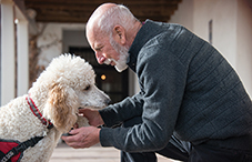 Animal companion