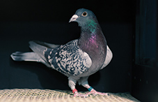 What can bird brains teach us about human cognition?