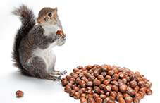 Squirrels use complex cognitive strategies to organize the thousands of nuts that they store each yea