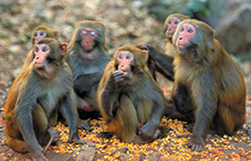 The ability to recognize and respond to faces may not be innate in primates