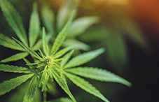 People who use marijuana more frequently also have more sex,