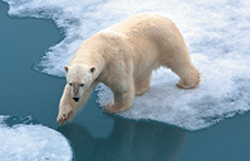 Polar bear