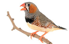 Birdsong