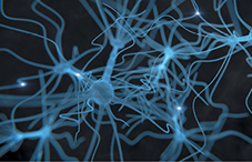 No neuron growth for adults
