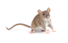 Rats briefly taken from their mothers in infancy later showed signs of memory impairment and other brain abnormalities as adults.