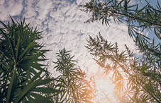 Marijuana plant