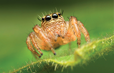 spider