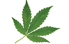 in brief marijuana