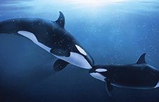 whales