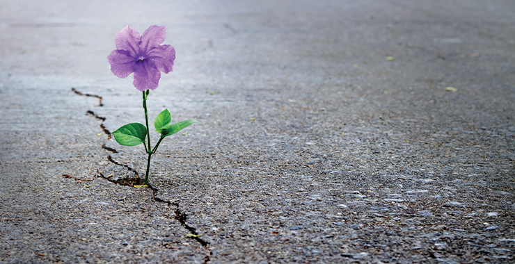 Small pink flower growing in a pavement crack
