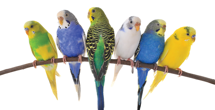 Six colorful parakeets on a branch