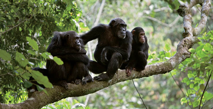 Monitor on Psychology: June; group of chimpanzees
