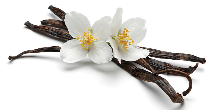 Vanilla bean pod and bloom