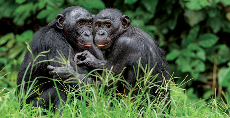 Two orangutans huddling together