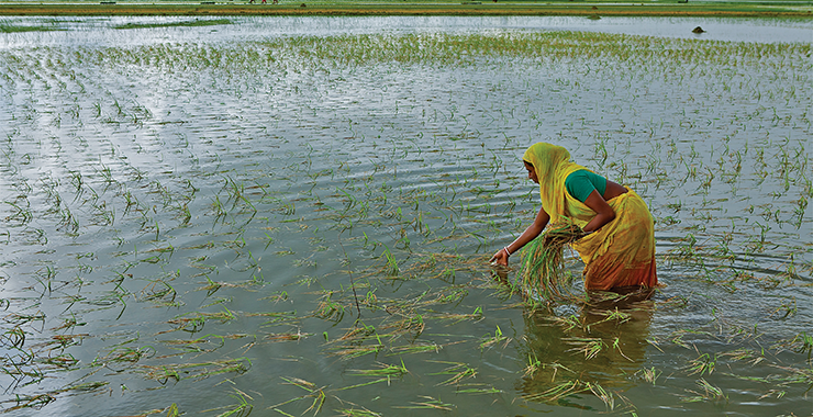 woman planting rice seedlings