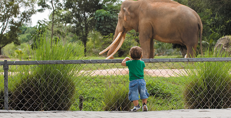 elephant at a zoo