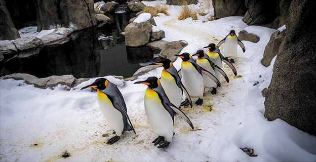 penguins
