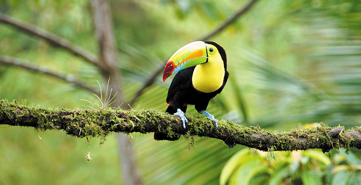 Colorful toucan on a branch