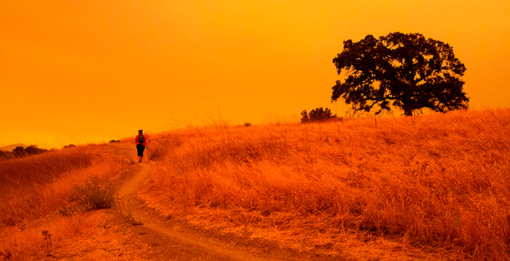 person walking alone down a path through a field