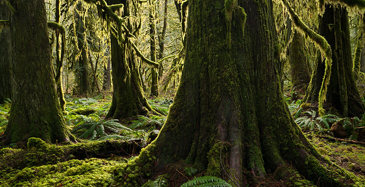 trees in a forest
