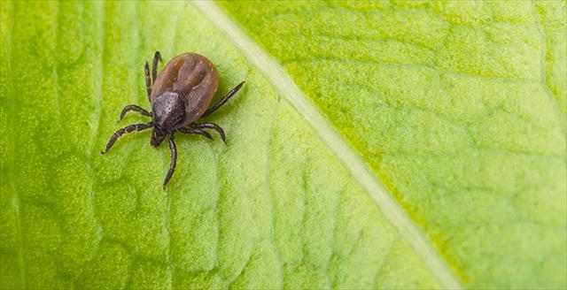 tick on a leaf