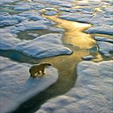 polar bear standing on ice