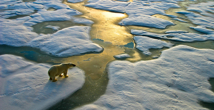 polar bear standing on ice