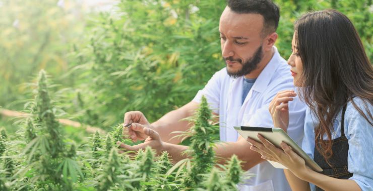 The Different Types of THC & Their Benefits