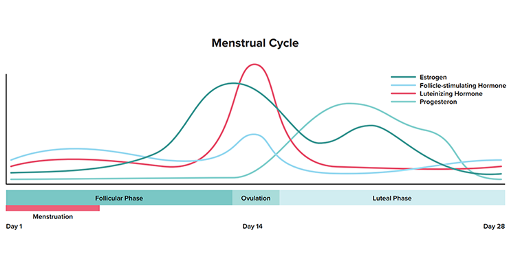 graph depicting typical menstrual cycle phases