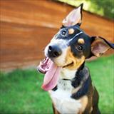 happy dog with tongue out