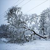 Snow covered tree fallen on power line.