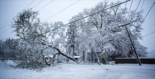 Snow covered tree fallen on power line.