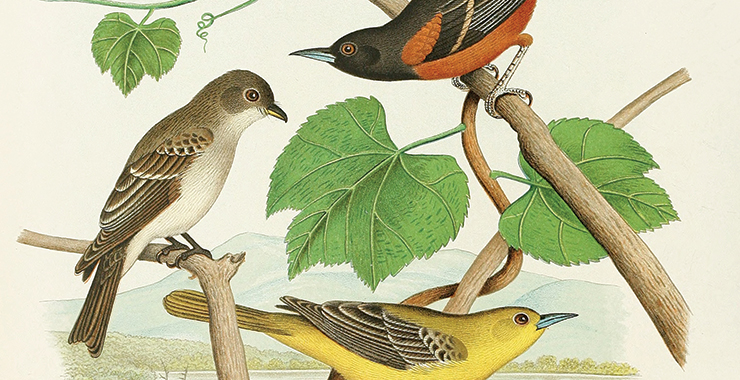 artwork birds in a nest