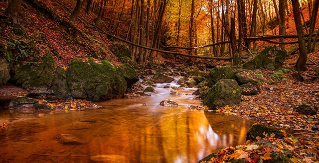 creek in the woods