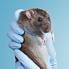 Non-human animal research