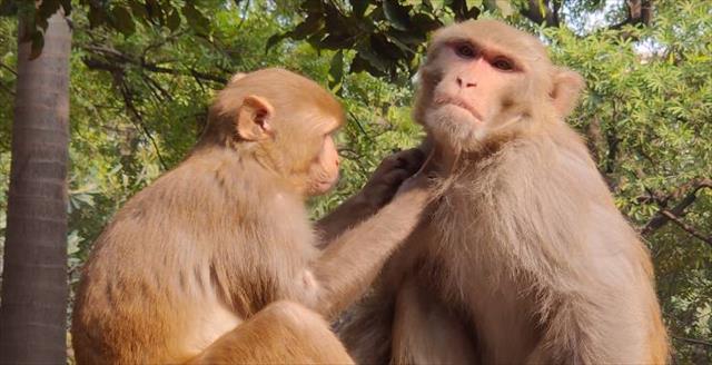two monkeys grooming each other