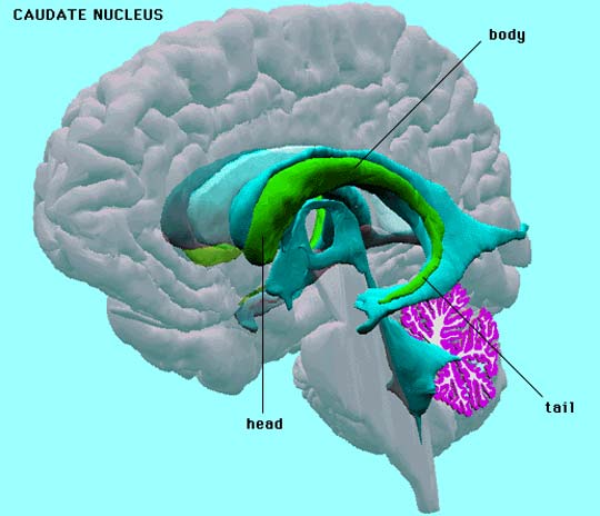 Studies add details about the brain, clues for future treatments