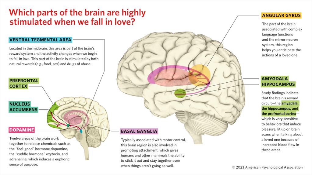 What happens in your brain when you're in love?