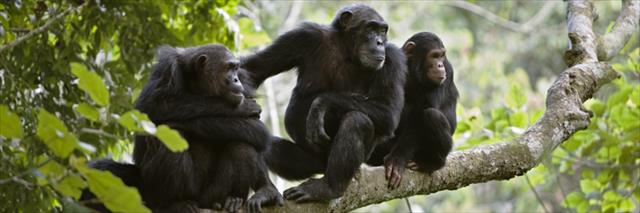 HIV-like Virus in Chimpanzees
