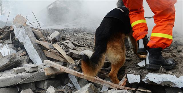 search and rescue dog with handler at disaster scene